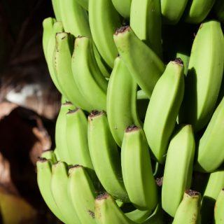 Biomassa de banana verde: um poderoso aliado para a sua saúde (Inclui a receita!)