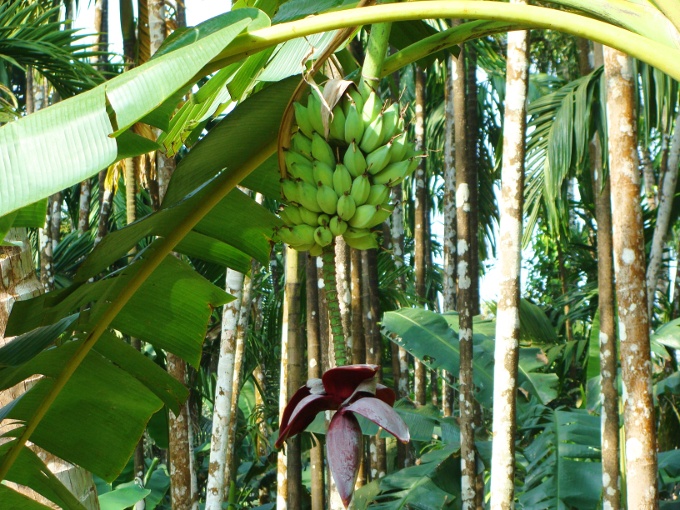 plantacao de banana